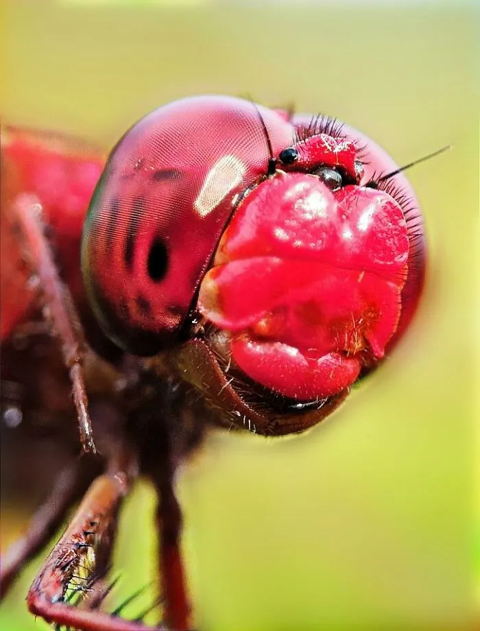 50 Stunning Macro Photos By Aditya Bhat Reveal The Extraordinary World Of Tiny Creatures