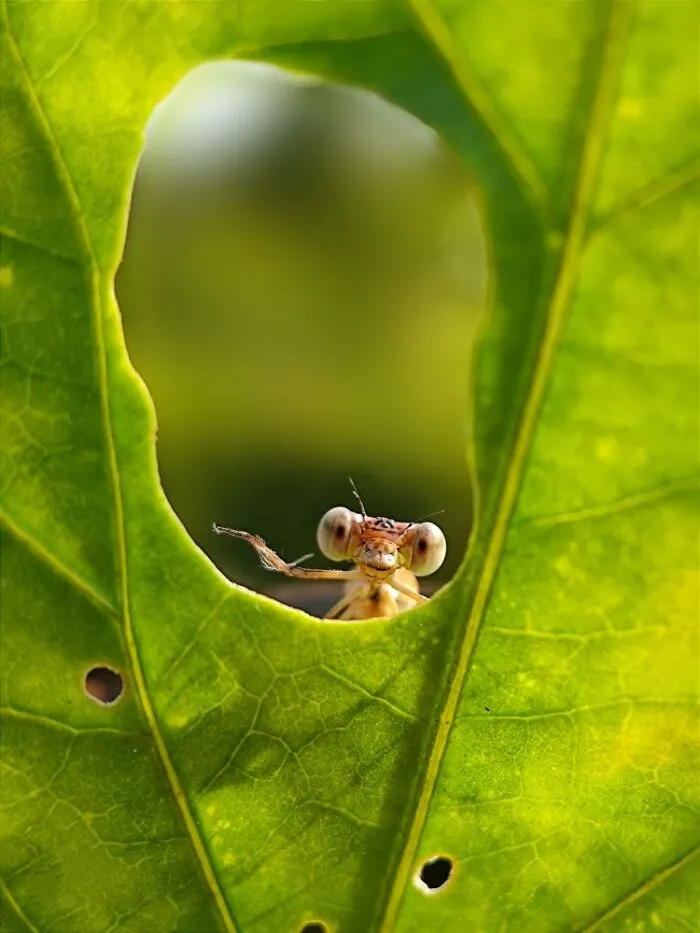 Macro photo of a tiny insect peeking through a hole in a green leaf, revealing a hidden world of tiny creatures.
