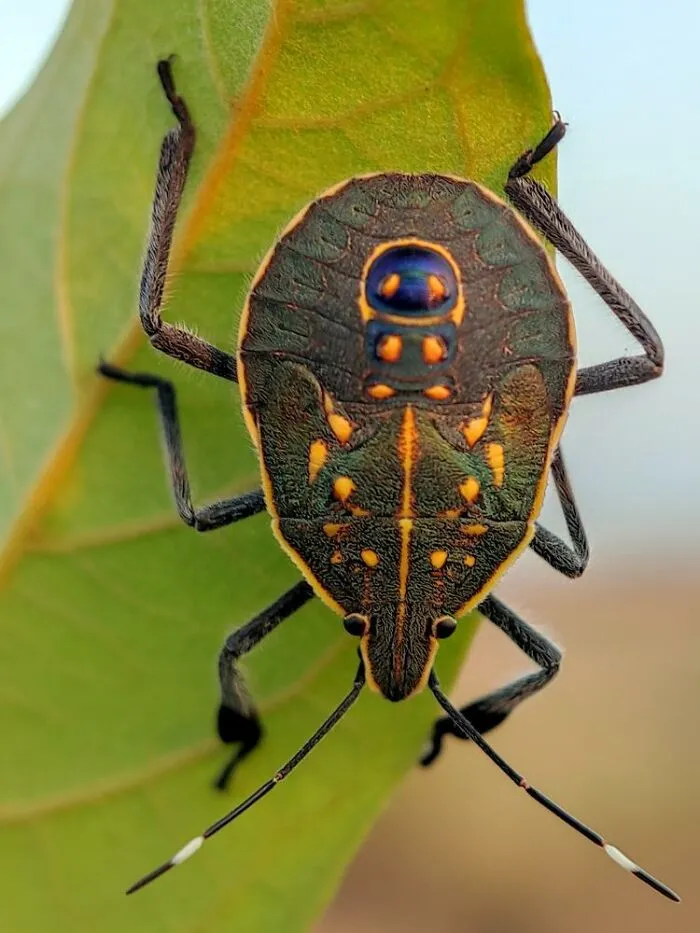 50 Stunning Macro Photos By Aditya Bhat Reveal The Extraordinary World Of Tiny Creatures