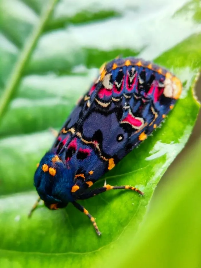 50 Stunning Macro Photos By Aditya Bhat Reveal The Extraordinary World Of Tiny Creatures