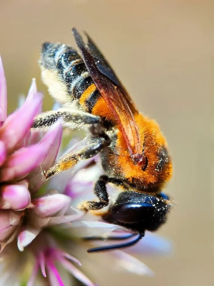 Close-up macro photo of a bee collecting nectar from a purple flower showing detailed tiny creature features.