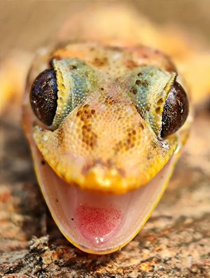 50 Stunning Macro Photos By Aditya Bhat Reveal The Extraordinary World Of Tiny Creatures