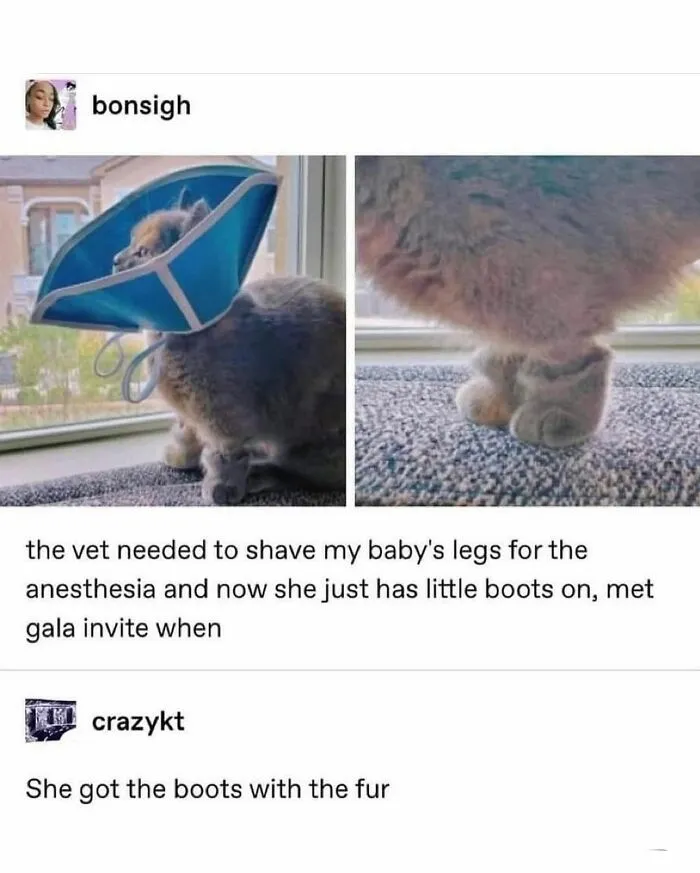 Cat wearing a cone with shaved legs showing fur "boots," a funny and cute animal meme bringing positivity.
