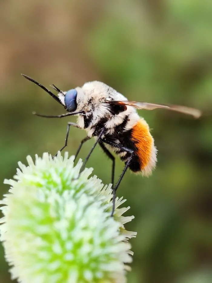 Close-up macro photo of a tiny insect with fuzzy orange and white body on a green flower bud.