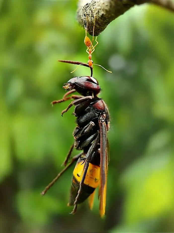 50 Stunning Macro Photos By Aditya Bhat Reveal The Extraordinary World Of Tiny Creatures