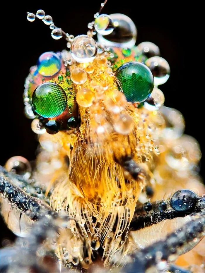 50 Stunning Macro Photos By Aditya Bhat Reveal The Extraordinary World Of Tiny Creatures