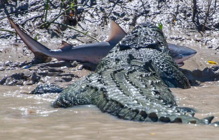 Saltwater Crocodile