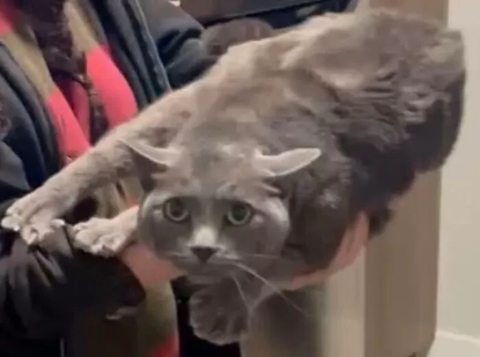 Awkward photo of a cat with wide eyes being held stretched out, one of the many funny pet moments shared by people.