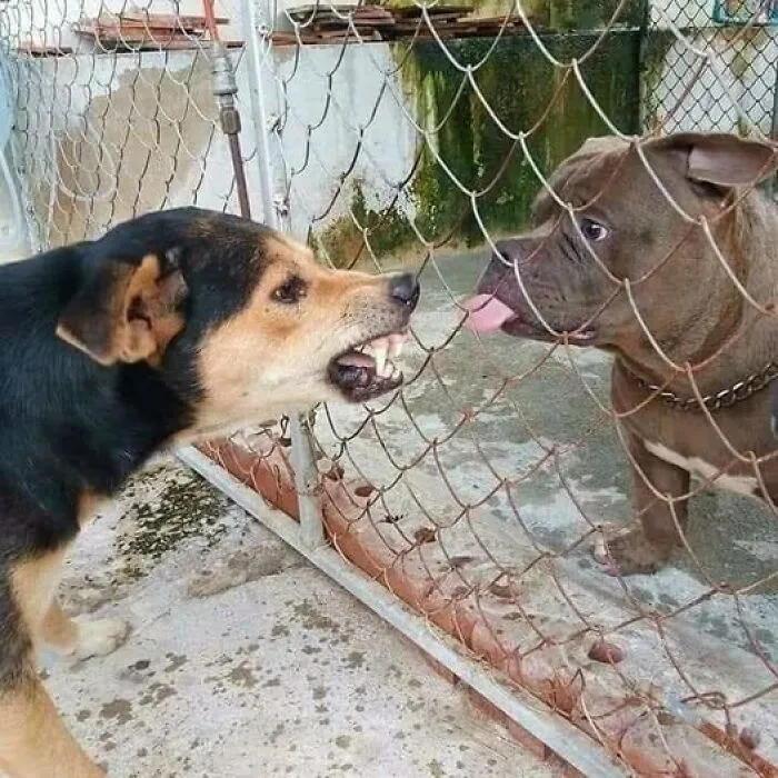 50 Pics That Go Hard For Anyone Needing More Than A Soft Laugh Today