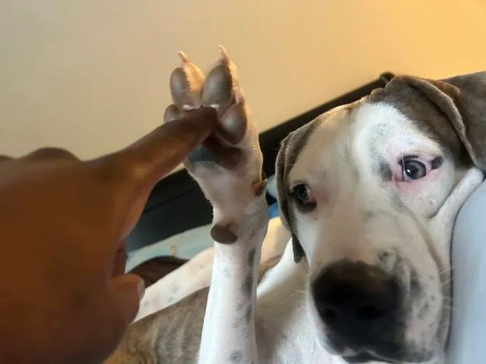 Human finger touching an awkward pet dog's raised paw in a close-up photo capturing a funny moment.