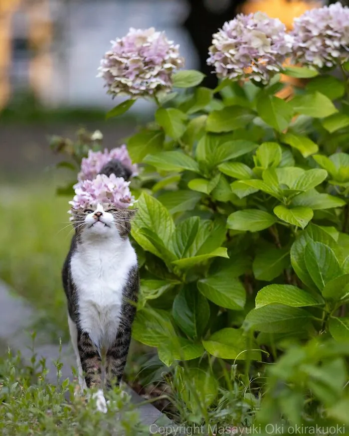 Estas 20 fotos de Masayuki Oki nos cuentan cómo es la vida de los gatos callejeros de Tokio