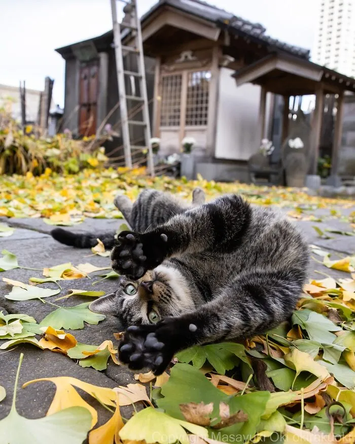 Estas 20 fotos de Masayuki Oki nos cuentan cómo es la vida de los gatos callejeros de Tokio