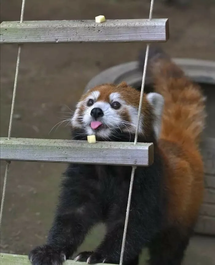 Red Panda Blep