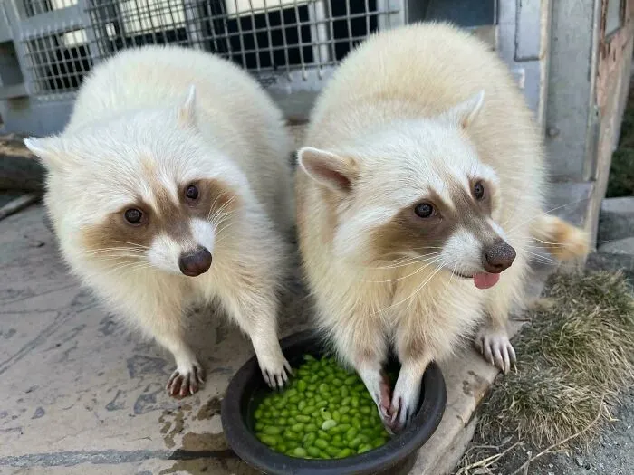 Raccoon Blep