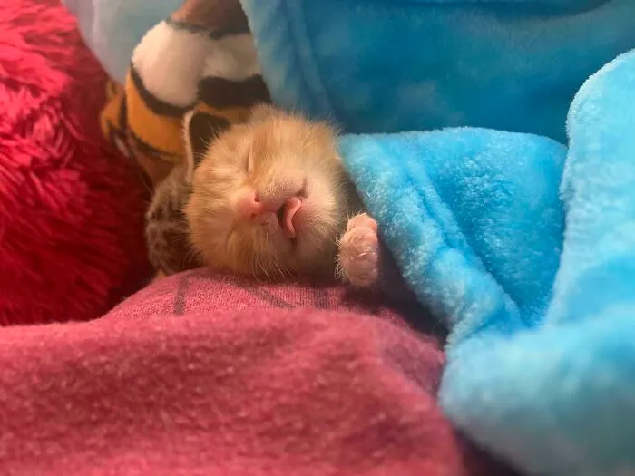 Pumpkin Blepping In His Sleep