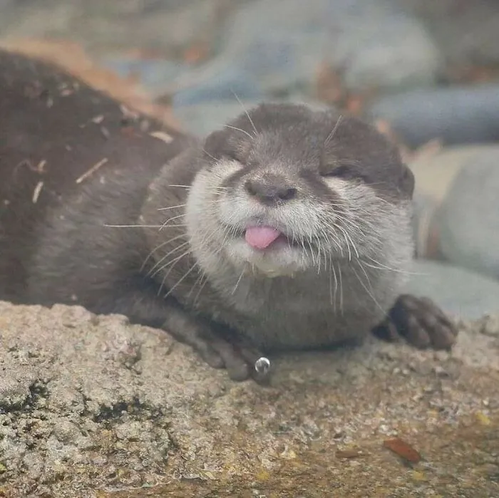 Hope It’s Not Been Posted Before, Because This Is Freaking Adorable!