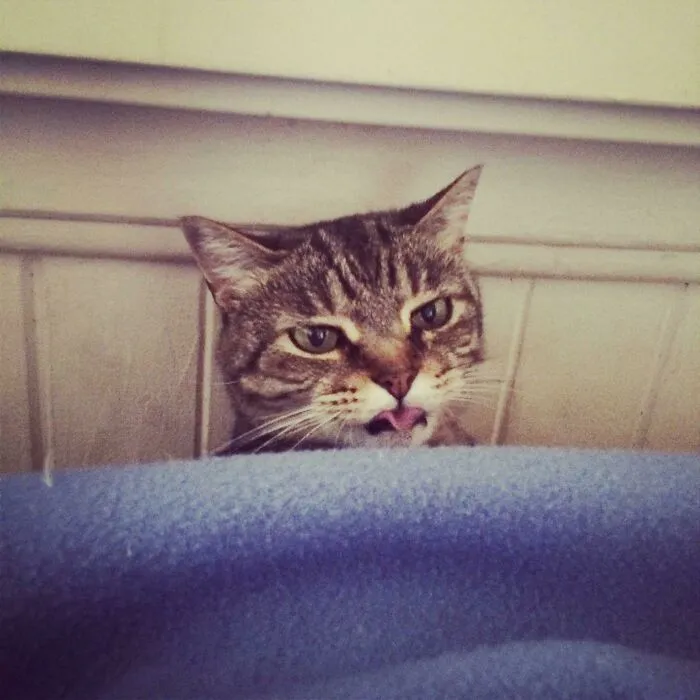 Lost My Cranky Angel Yesterday - Here's Her Angriest Blep. Safe Travels, Chomp Princess 💖😾💖