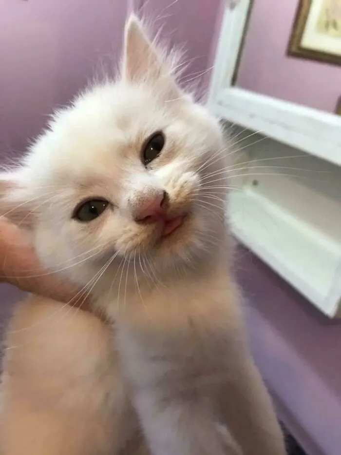 My Neighbor Saved This Cat Yesterday And Captured A Very Happy Blep :p