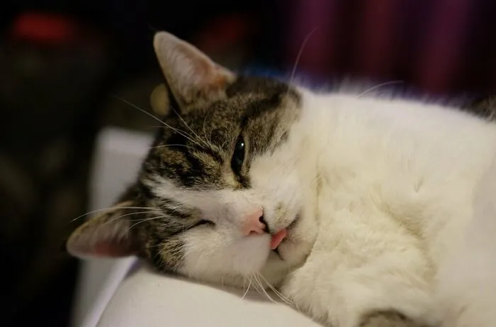 Rip My Bestfriend. She Had The Best Bleps! She Was 18 Y/O In This Pic And Never Looked A Day Over 5!