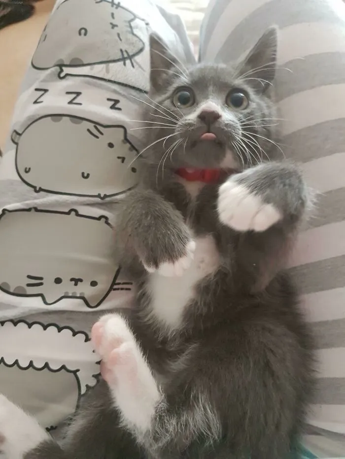 He Does A Blep Every Day