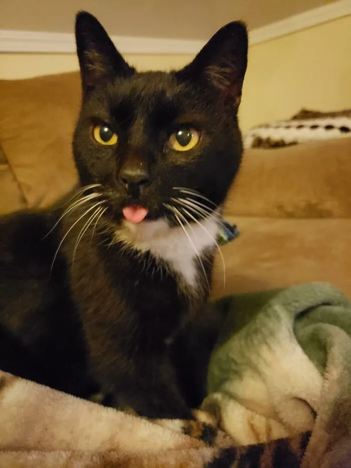 Neighbors Threw Their Cat Out In The Winter Because He "Stopped Using The Litterbox". I Stole Him And He Repayed Me With This Minute Long Blep!