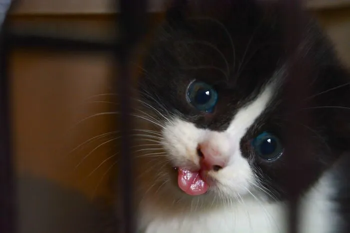 Just Happened To Have My Camera With Me In The Animal Shelter, When I Was Gifted A Blep From The Heavens