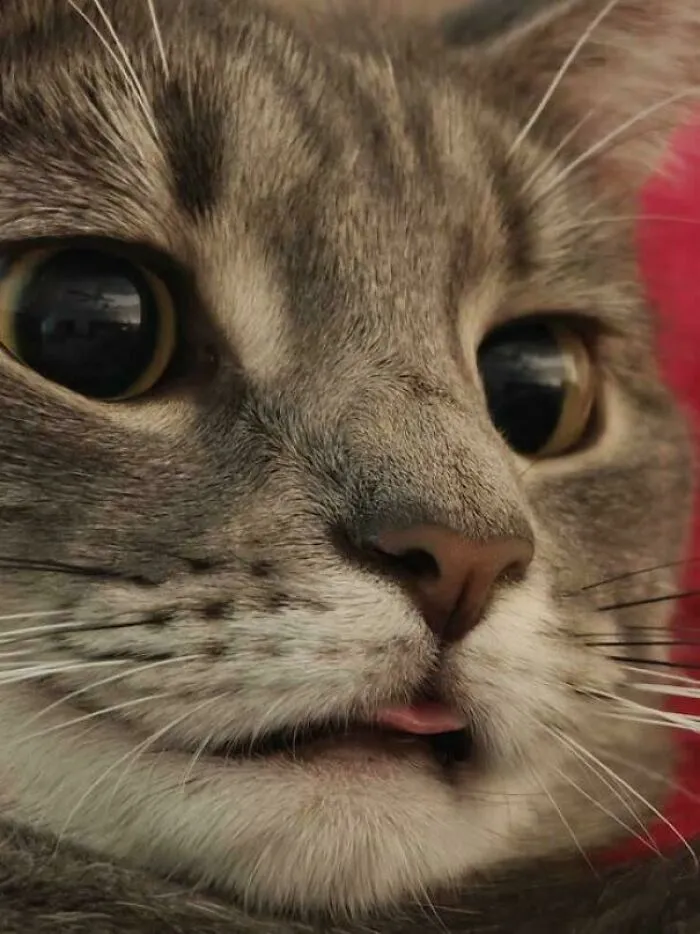Caught This Blep During A Moment Of Deep Thought