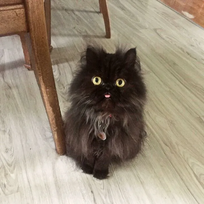 October Looks Like A A Scruffy Muppet With A Blep