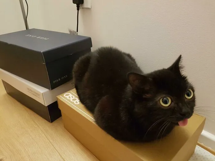 The Loaf Has Blepped