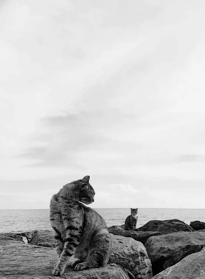 19 Street Cats Caught In Their Perfect Moments