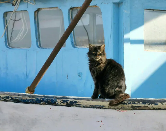19 Street Cats Caught In Their Perfect Moments