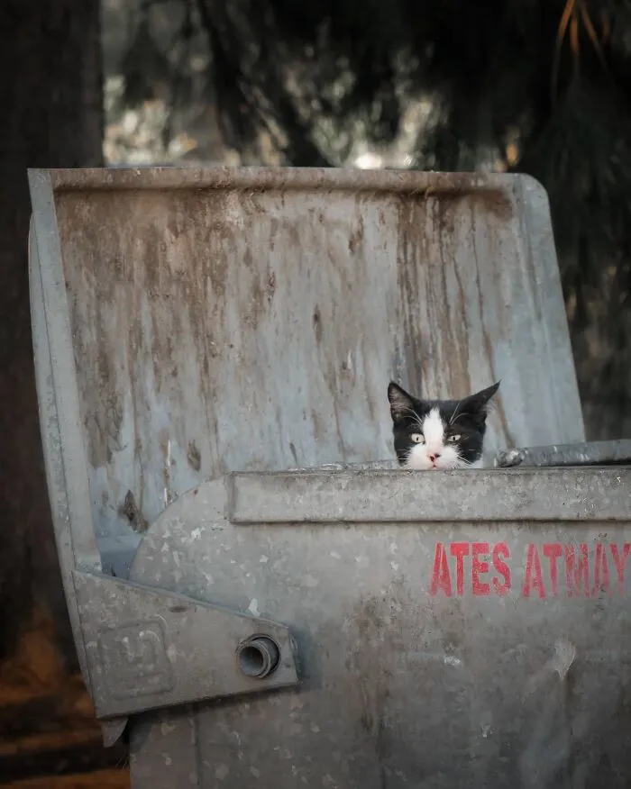 19 Street Cats Caught In Their Perfect Moments