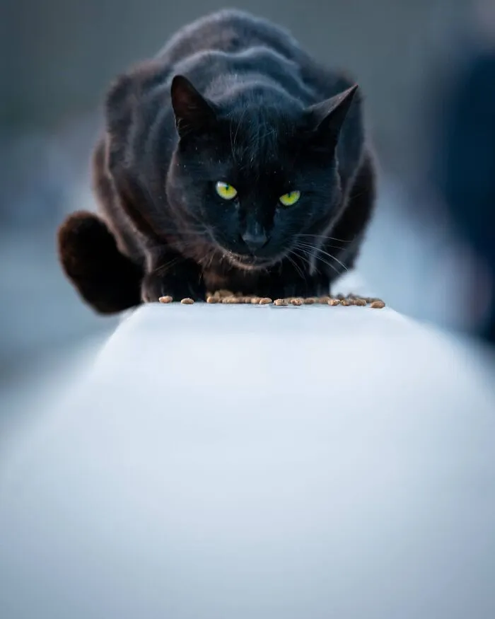 19 Street Cats Caught In Their Perfect Moments