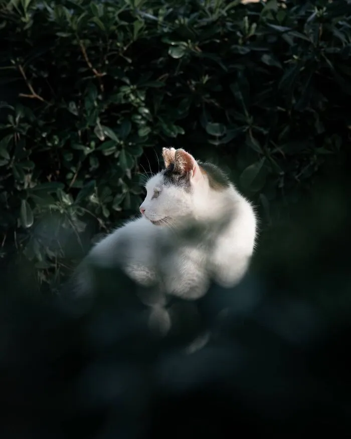 19 Street Cats Caught In Their Perfect Moments