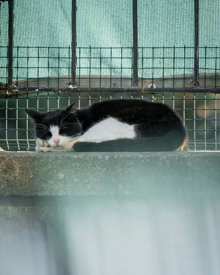 19 Street Cats Caught In Their Perfect Moments