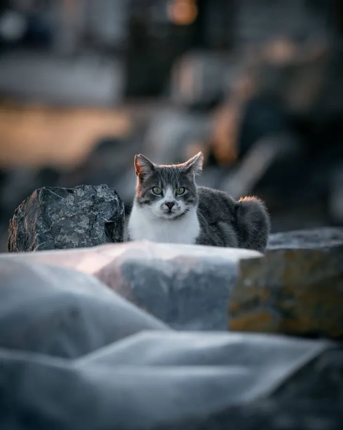 19 Street Cats Caught In Their Perfect Moments