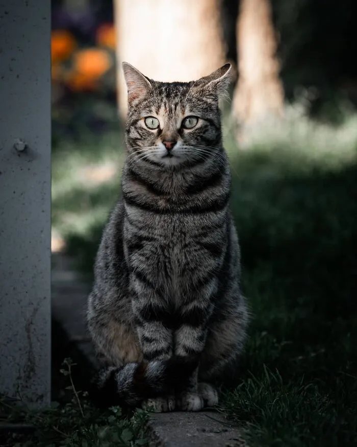 19 Street Cats Caught In Their Perfect Moments