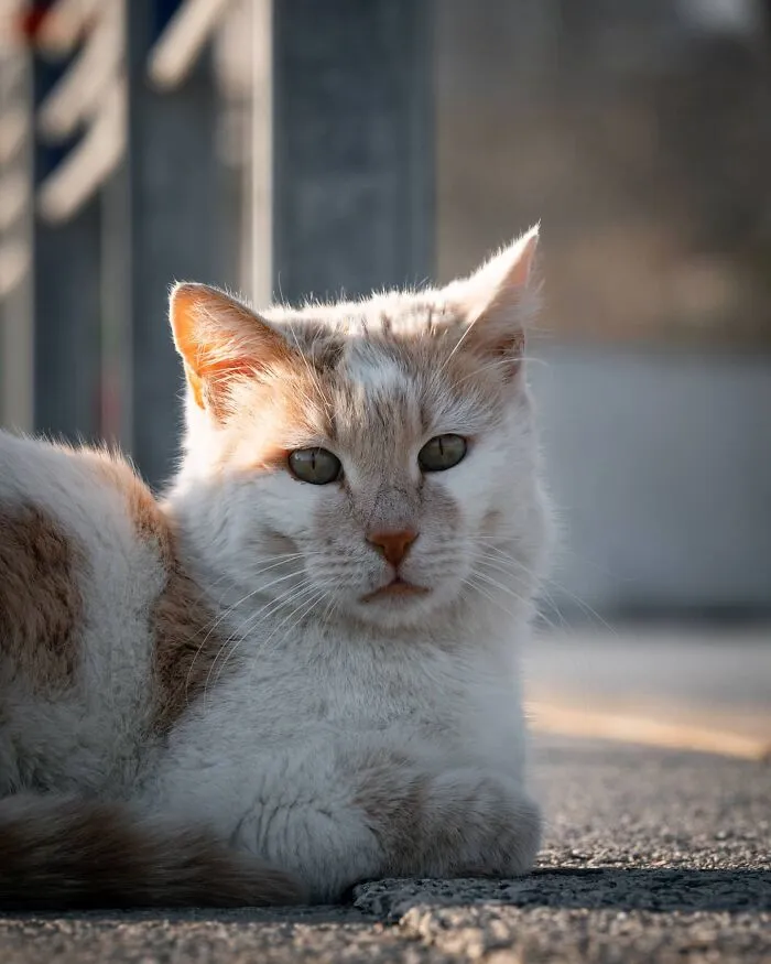 19 Street Cats Caught In Their Perfect Moments