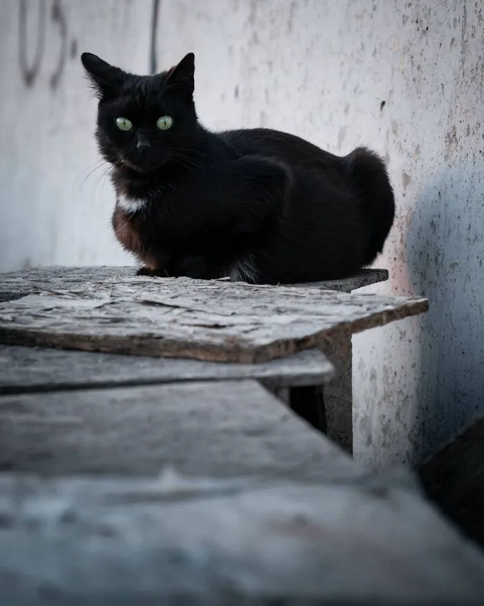 19 Street Cats Caught In Their Perfect Moments