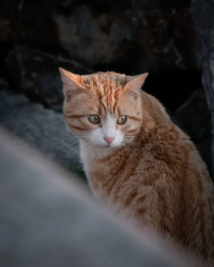 19 Street Cats Caught In Their Perfect Moments