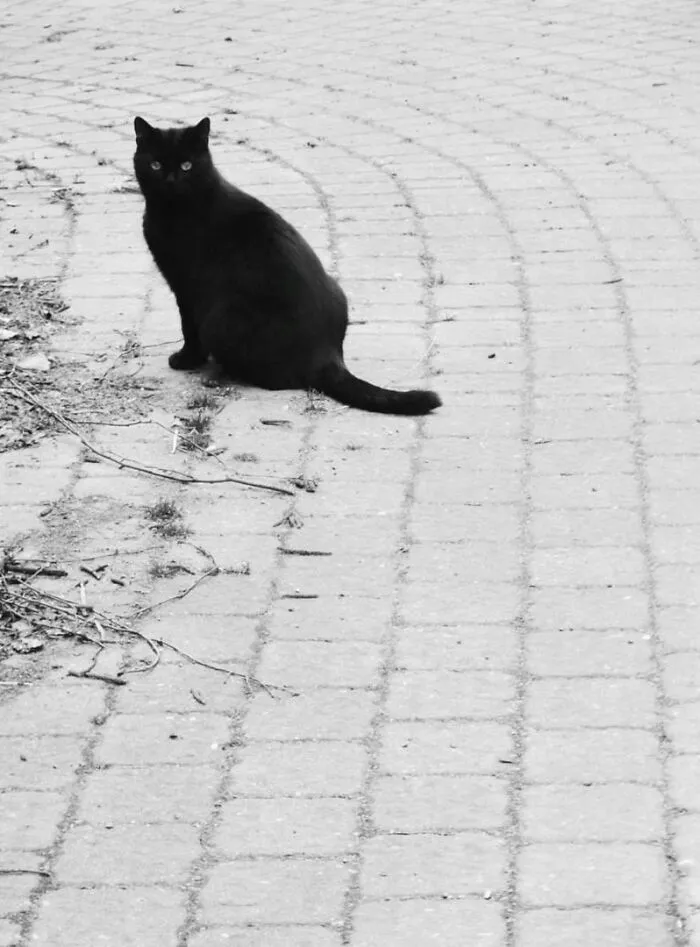 19 Street Cats Caught In Their Perfect Moments