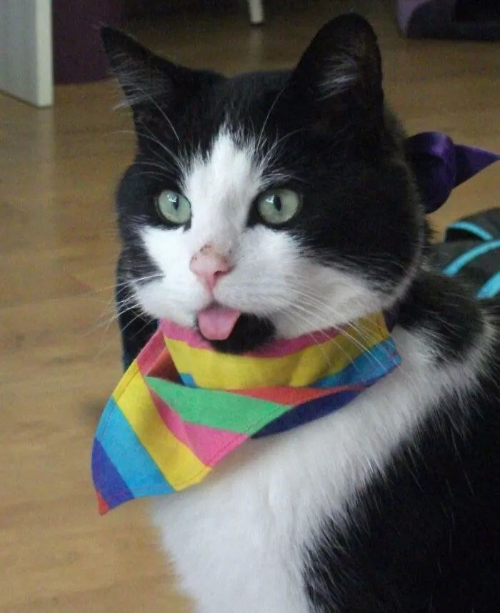 This Is Stan. He Survived Being Hit By A Car. He's Happy & Healthy But He's Been Left With A Permanent Blep