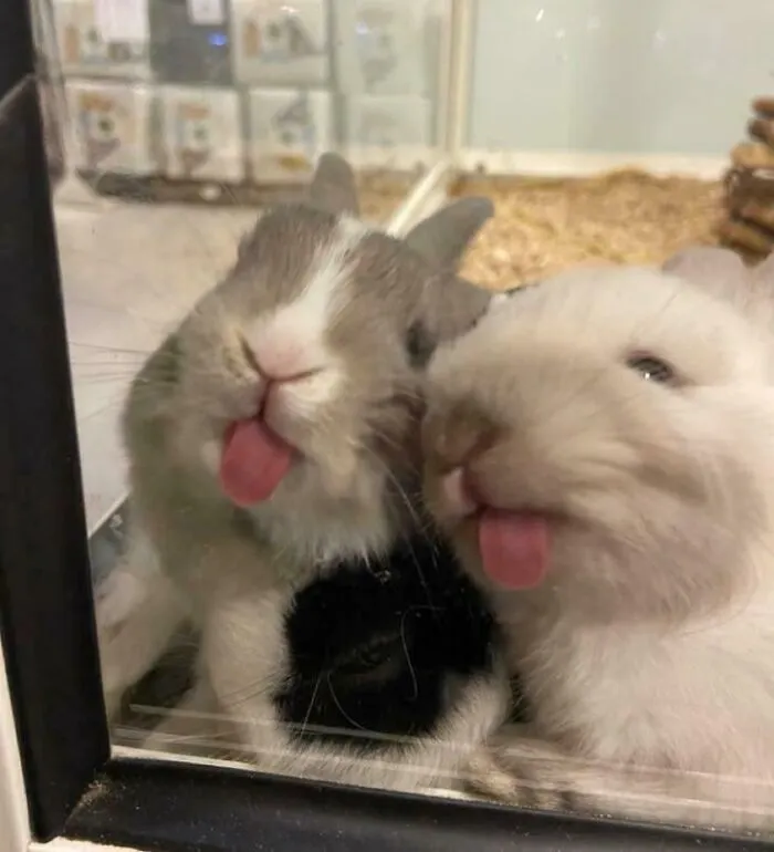 Double Rabbit Blep