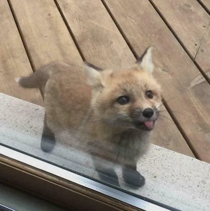 Baby Fox Blep