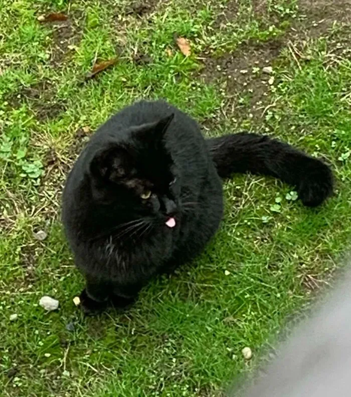 Black Cat I Befriended In My Backyard