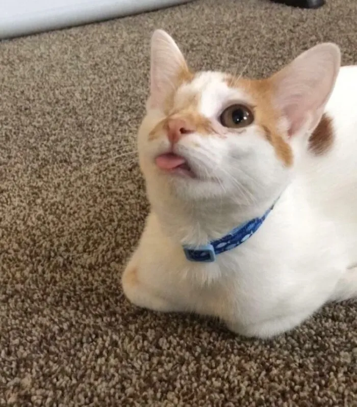 My One Eyed Blep