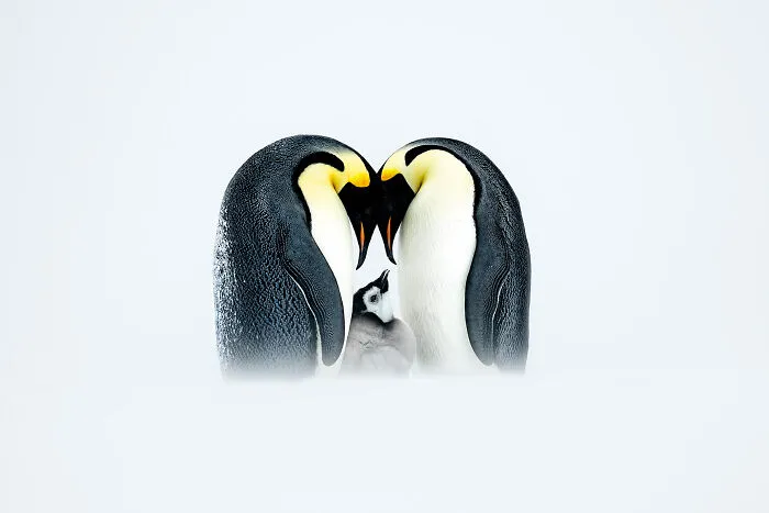 Winner, Grand Prize: Emperor Penguins By Thomas Vijayan, Ontario, Canada
