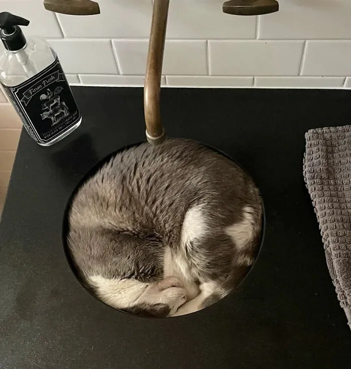 14 Pounds Of Cat In A 12” Sink