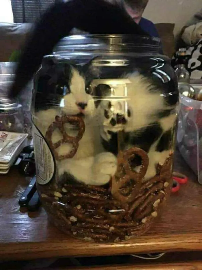 Turns Out Pretzels Sink When Dropped In A Jar Of Cat
