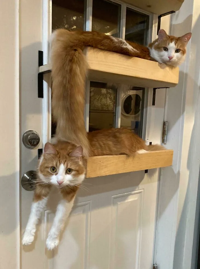 It's A Catscade